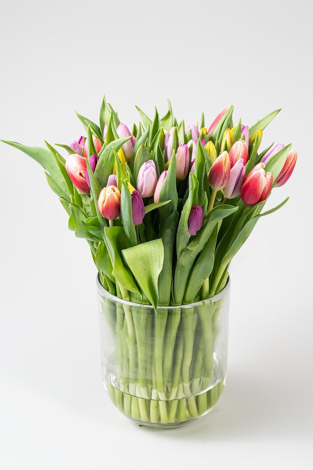 Frische Tulpen mit 50 Stück in Bunt