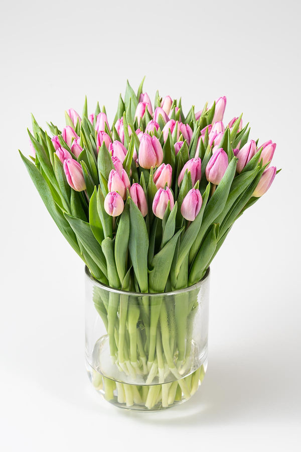 Frische Tulpen mit 50 Stück in Rosa