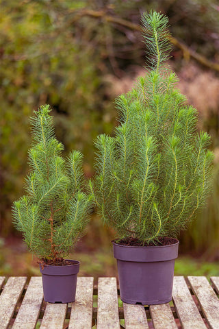 Pinus Pinea  "Silver Crest"