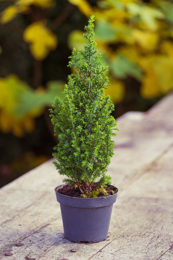 Festliche Scheinzypresse 'Chamaecyparis' als Mini-Weihnachtsbaum für den Außenbereich, immergrün und winterhart.