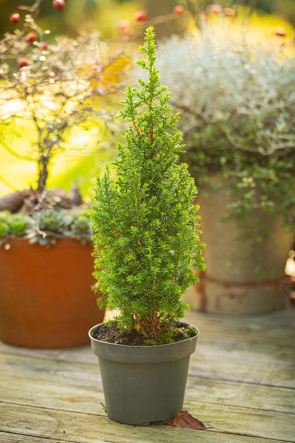 Kompakte Scheinzypresse 'Chamaecyparis', ideal als kleiner, langlebiger Weihnachtsbaum für den Garten.
