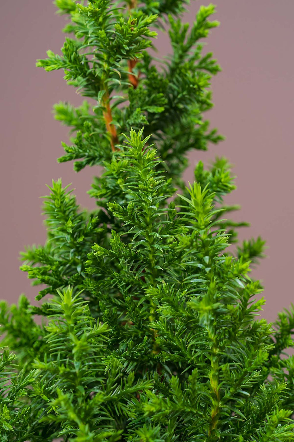 Scheinzypresse "Chamaecyparis" Closeup