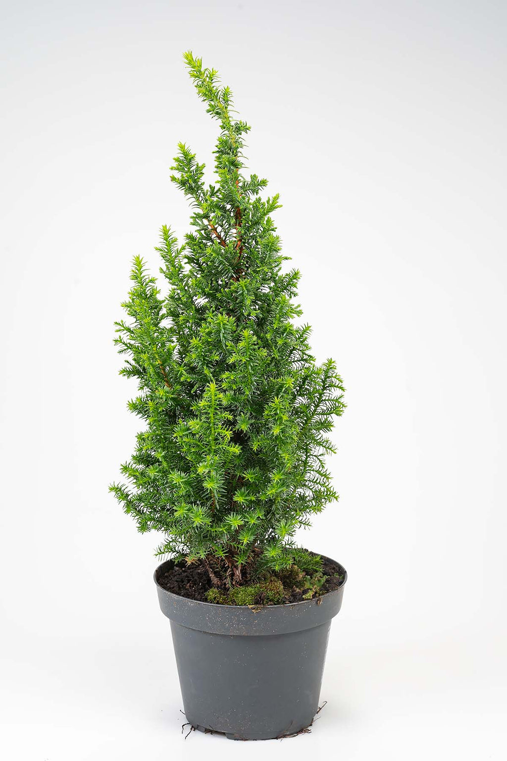 Scheinzypresse "Chamaecyparis" Produktfoto