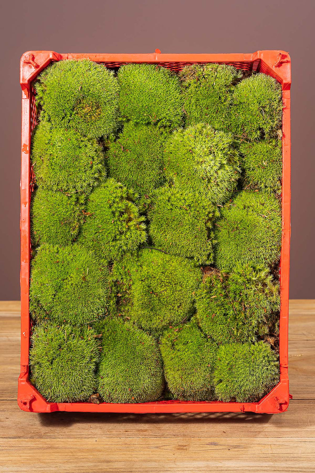 Frisches Polstermoos