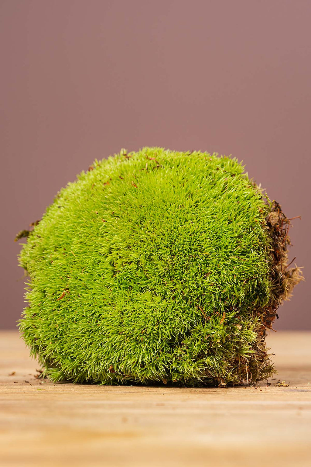 Frisches moos online kaufen polstermoos