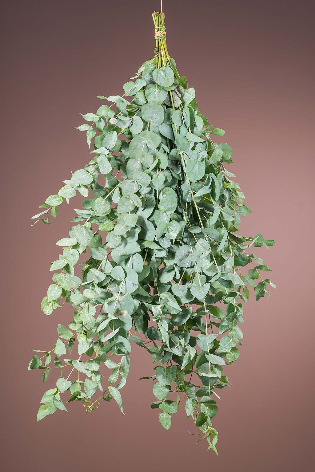 1 Bund Frisches Eukalyptus Cinerea Länge 60 cm