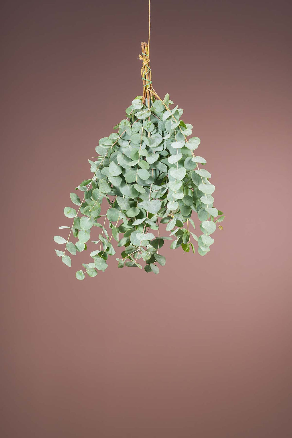 1 Bund Frisches Eukalyptus Cinerea Länge 40 cm