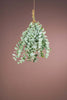 1 Bund Frisches Eukalyptus Cinerea Länge 40 cm