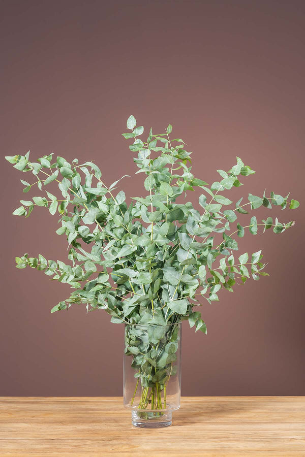 1 Bund Frisches Eukalyptus Cinerea