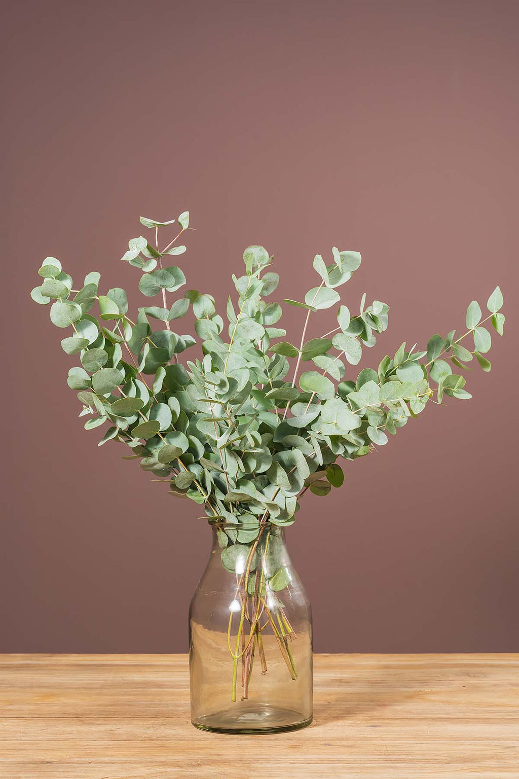 Eukalyptus