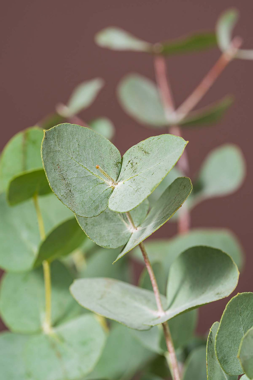 Eukalyptus Cinerea Online Kaufen 