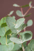 Eukalyptus Cinerea Online Kaufen 
