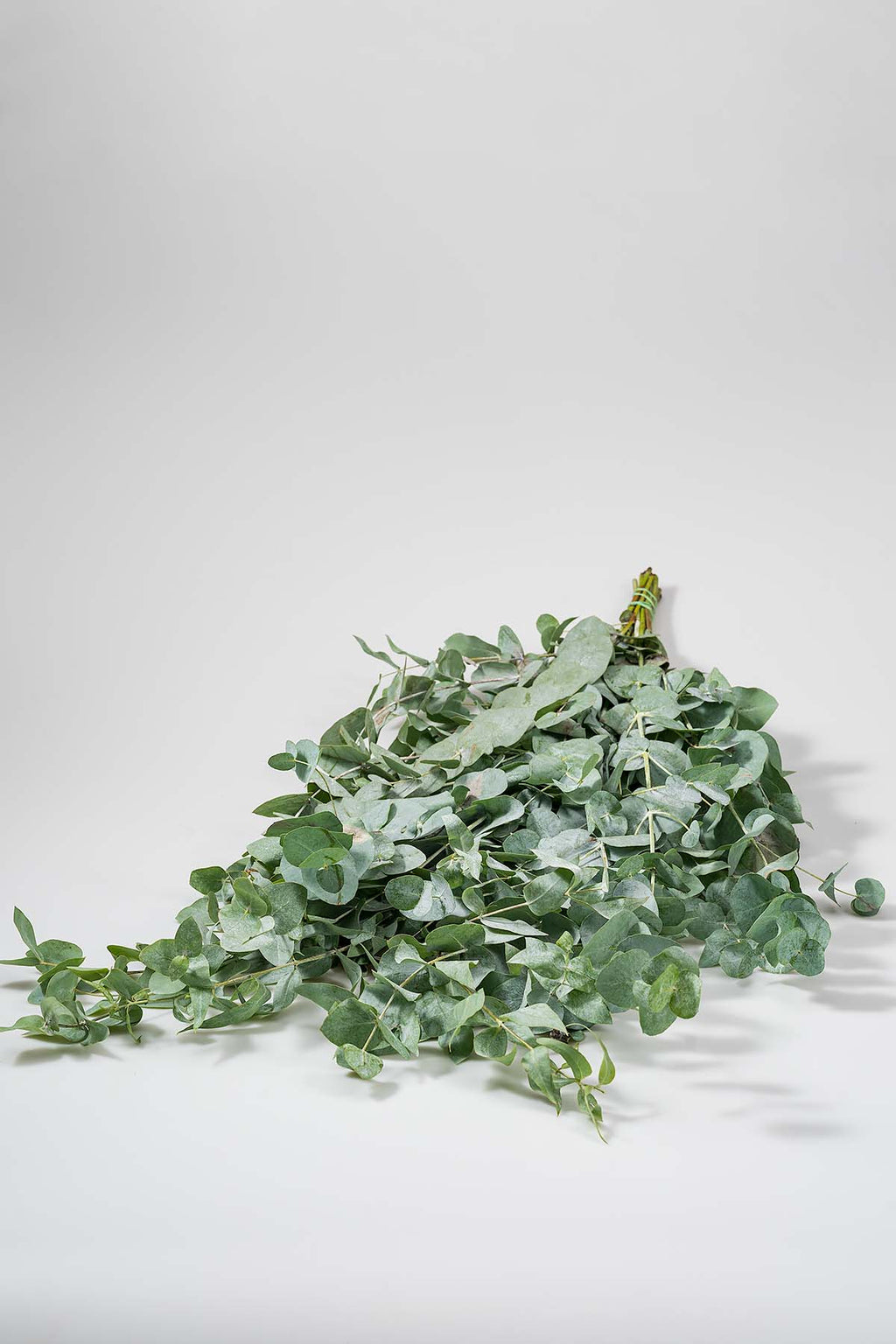1 Bund Frisches Eukalyptus Cinerea Länge 60 cm Produktfoto