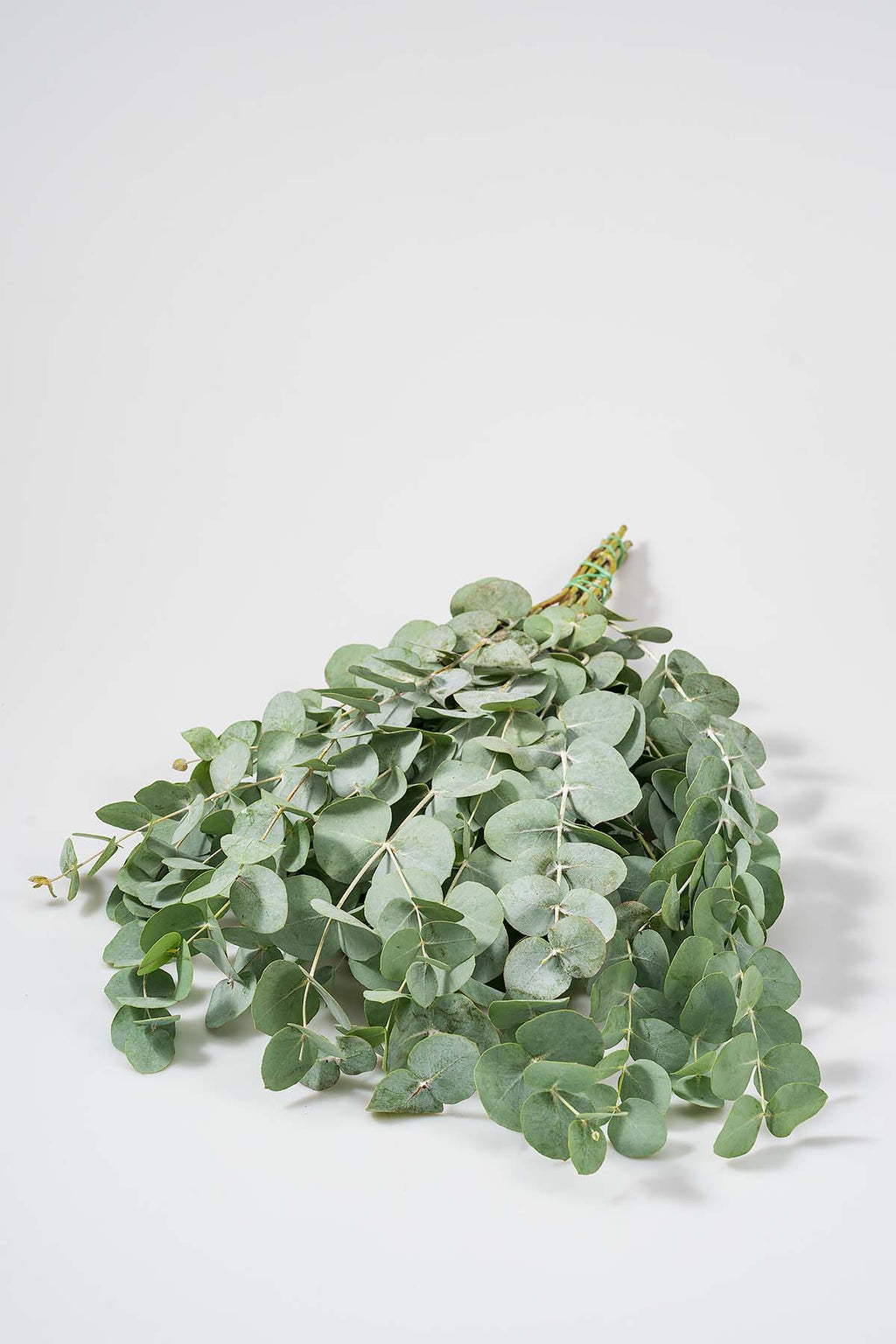 1 Bund Frisches Eukalyptus Cinerea Länge 40 cm Produktfoto