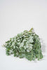 1 Bund Frisches Eukalyptus Cinerea Länge 40 cm Produktfoto