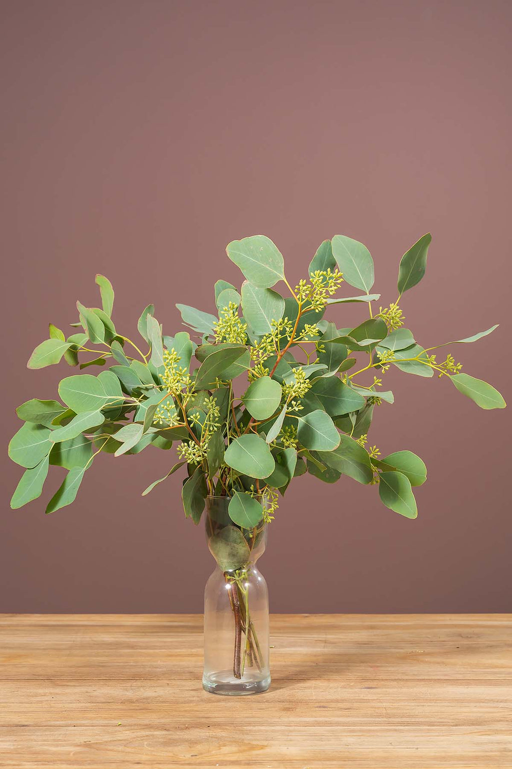 Frisches eukalyptus populus mit beeren