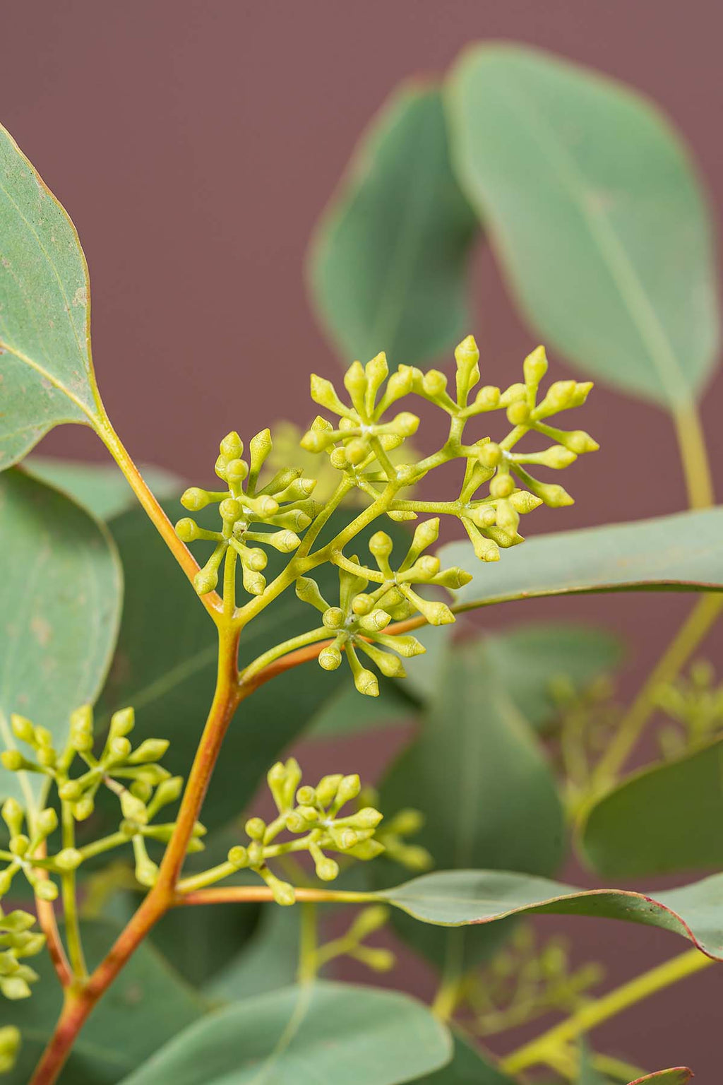 eukalyptus populus mit beeren closeup