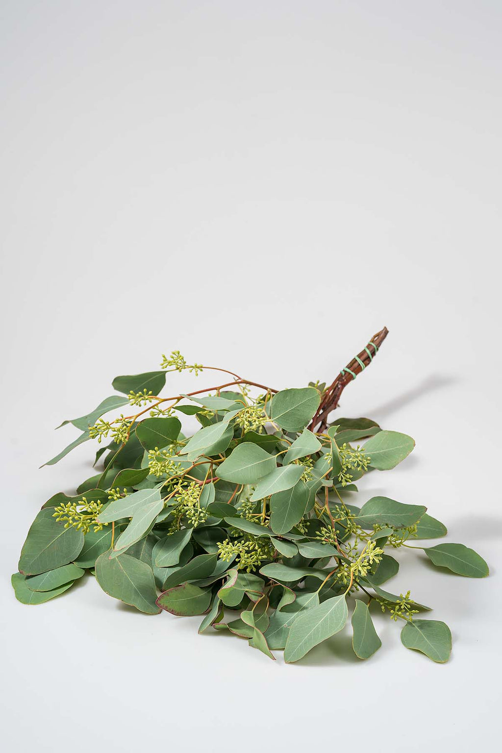 Frisches eukalyptus populus mit beeren produktfoto