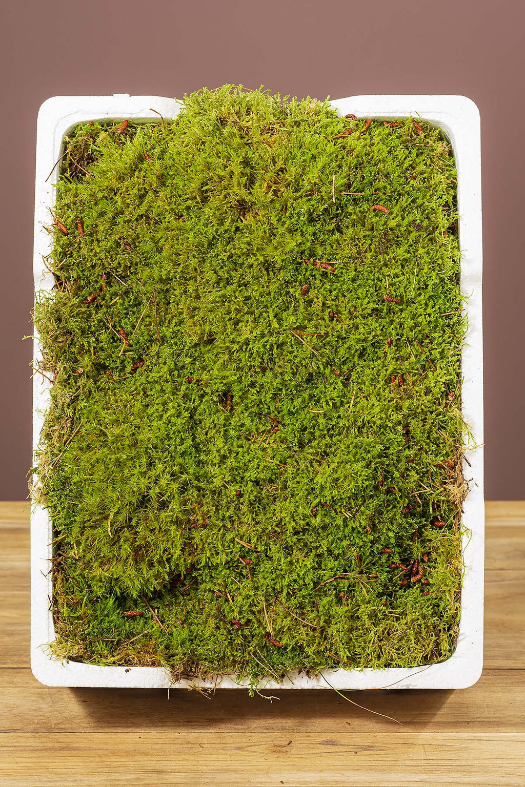 frisches plattenmoos