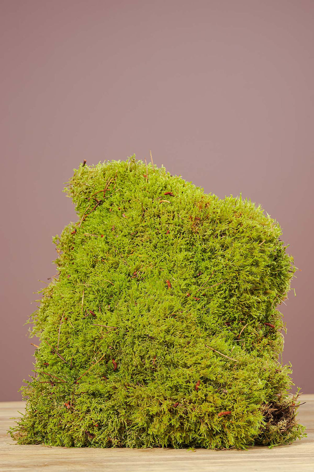 frisches plattenmoos online kaufen