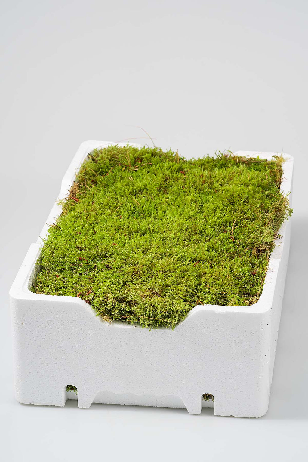 1 Kiste frisches plattenmoos Produktfoto