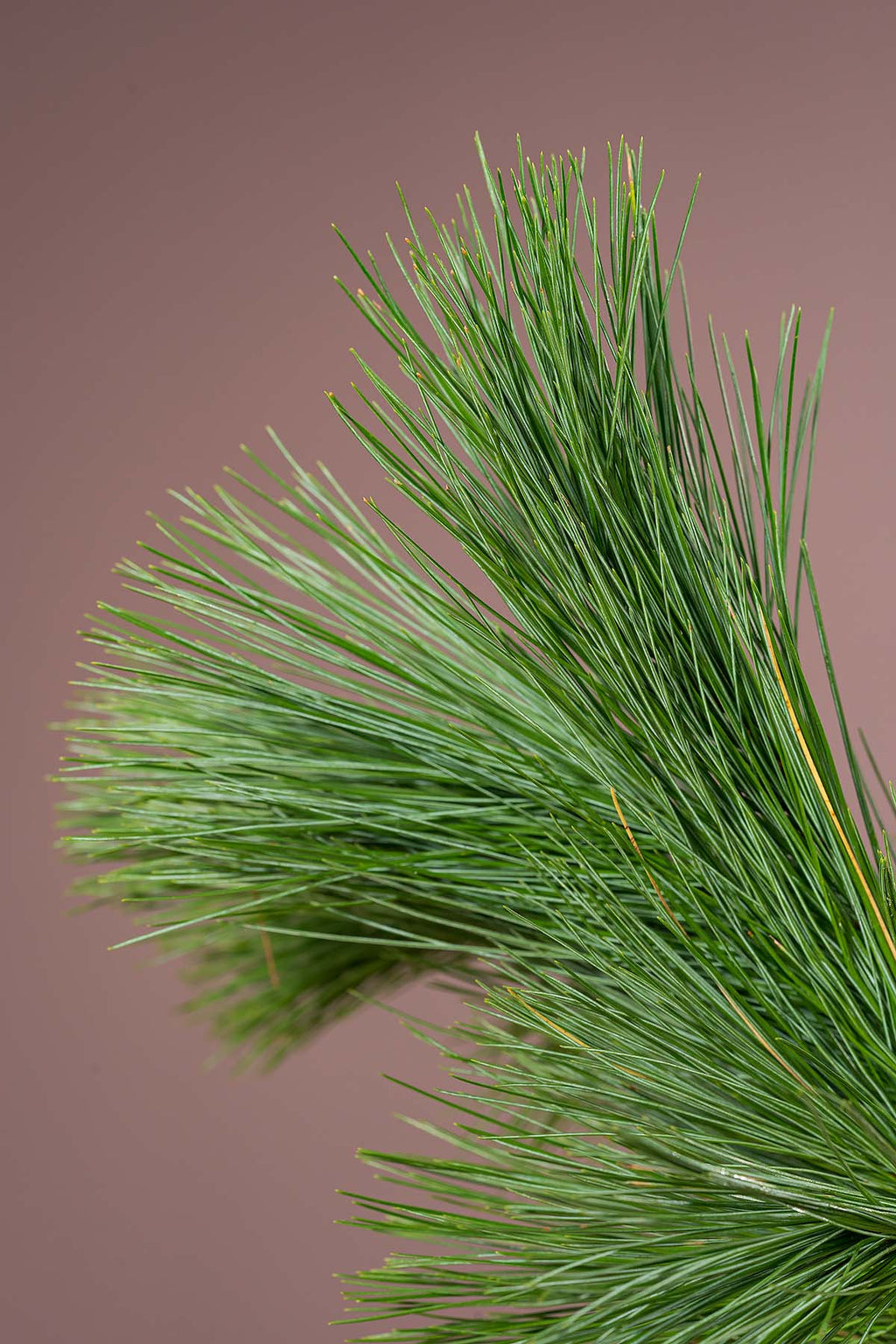 Kieferngrün Closeup