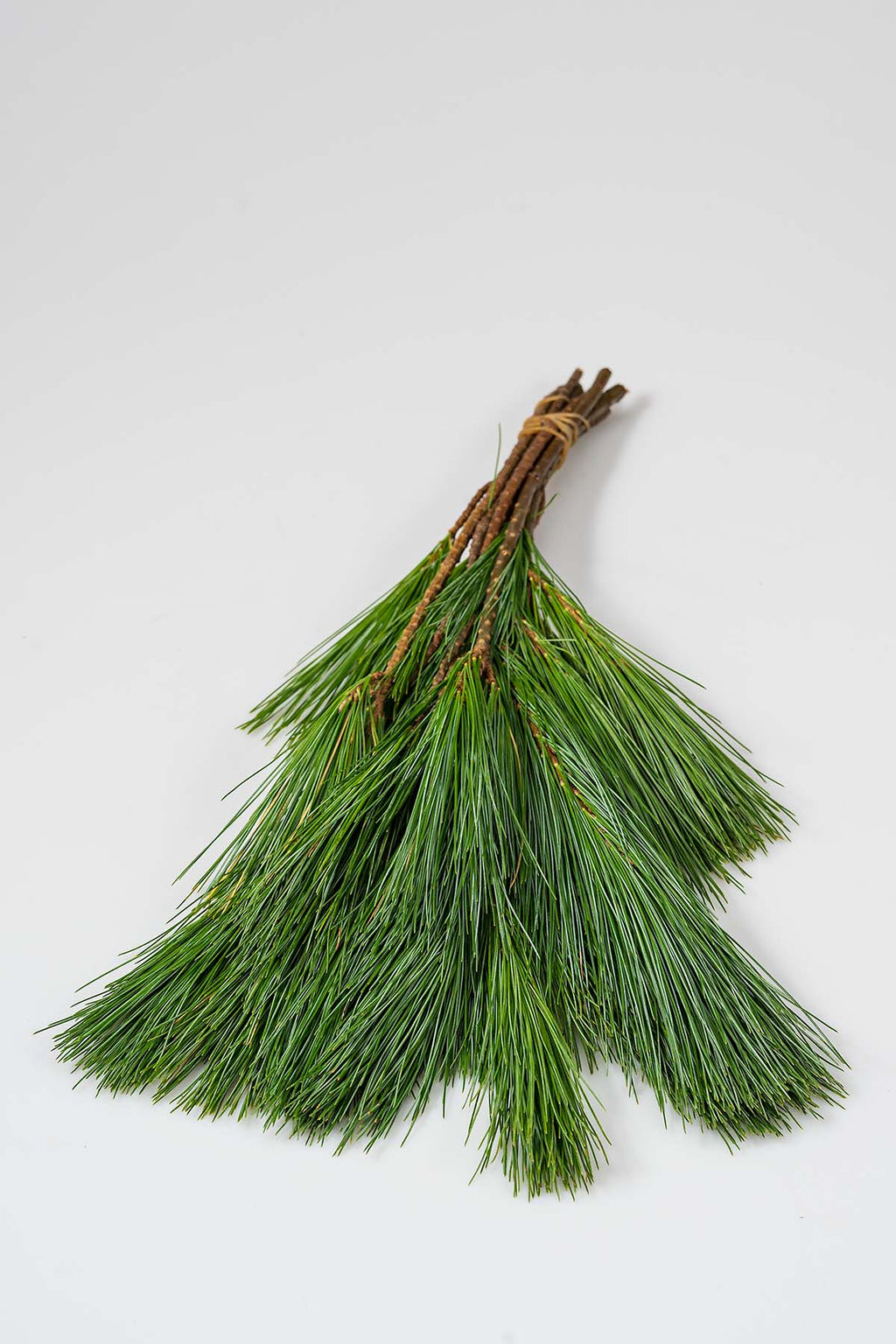 Kieferngrün Produktfoto