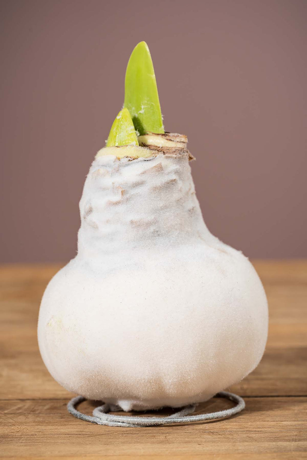 Weiß Wachsamaryllis "Samt"