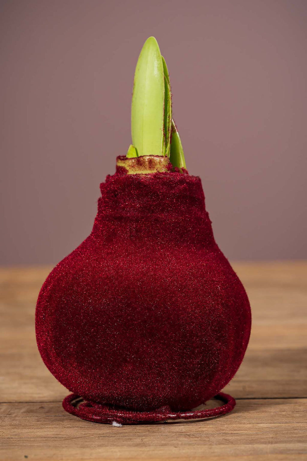 Rot Wachsamaryllis "Samt"