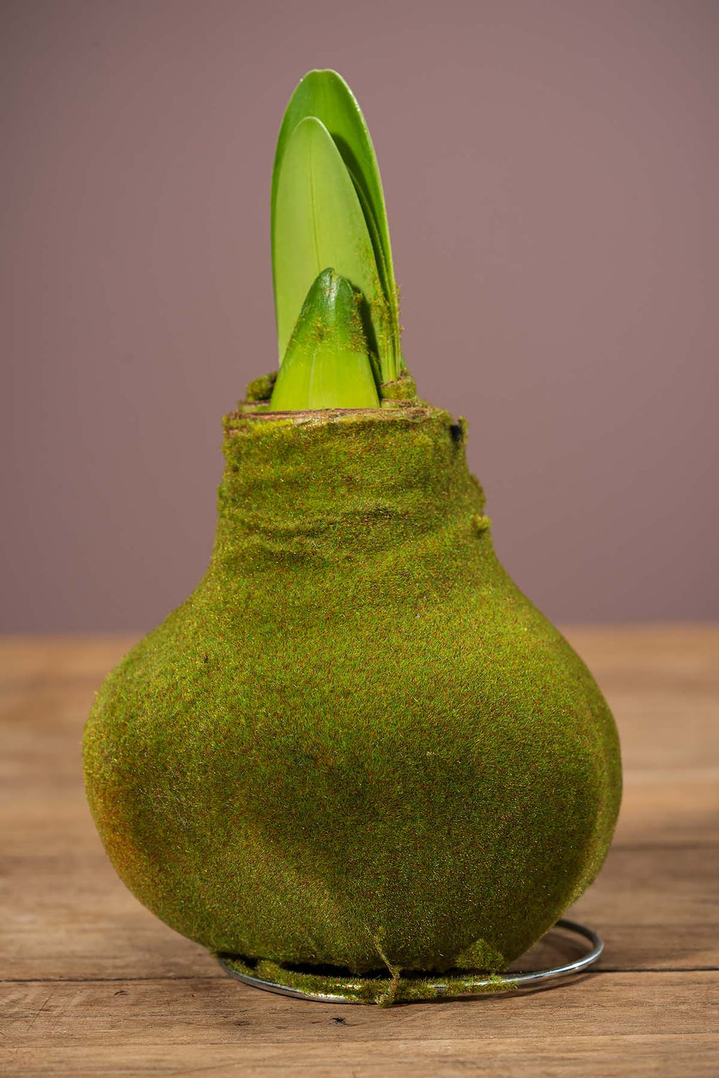 Grün Wachsamaryllis "Samt"