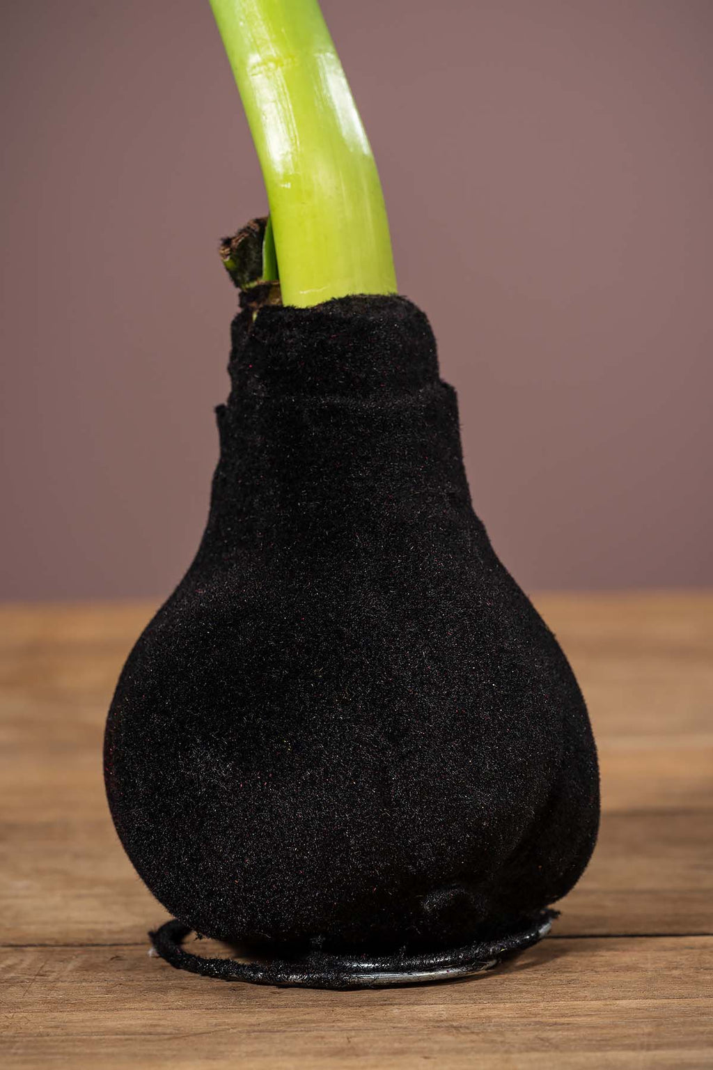 Schwarz Wachsamaryllis "Samt"