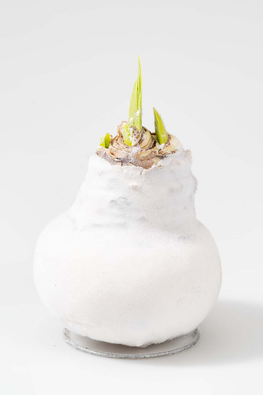 Weiß Wachsamaryllis "Samt" Produktfoto