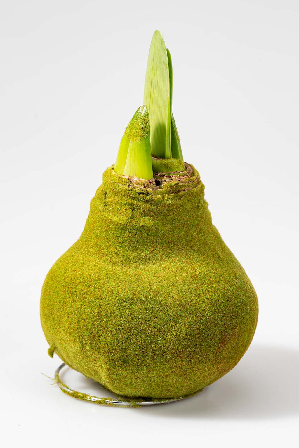 Grün Wachsamaryllis "Samt" Produktfoto