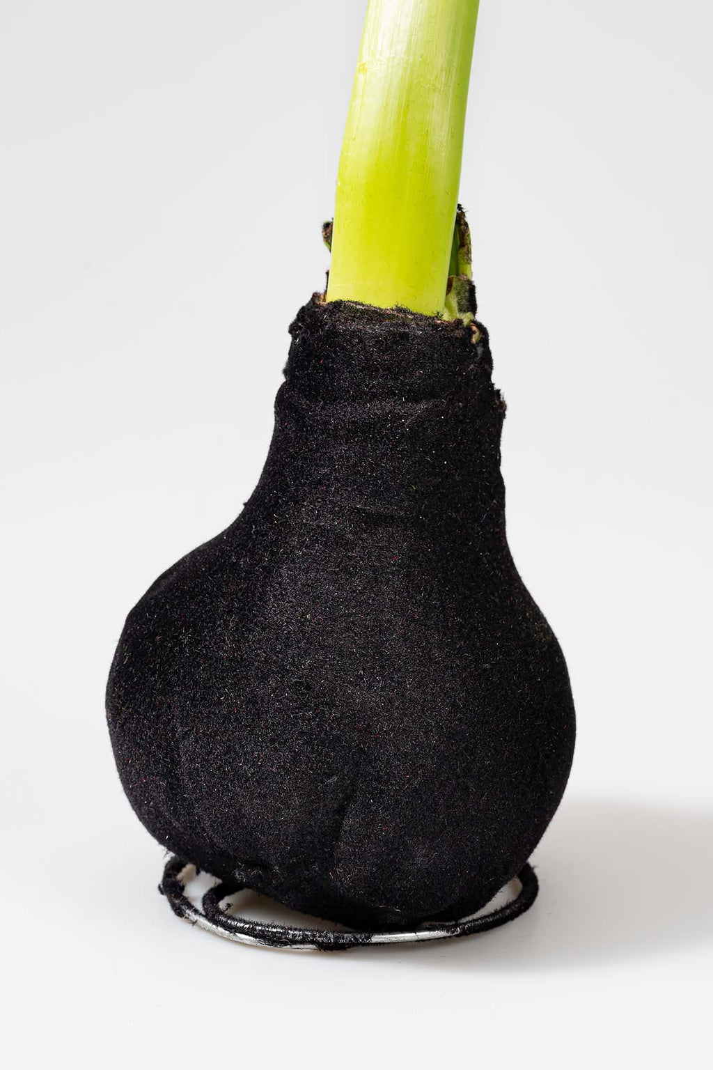 Schwarz Wachsamaryllis "Samt" Produktfoto