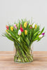 Frische Tulpen inkl. Versand