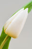 Weiße Frische Tulpen Closeup