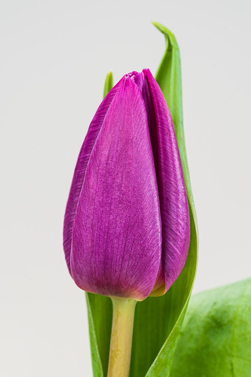 Lila Frische Tulpen Closeup