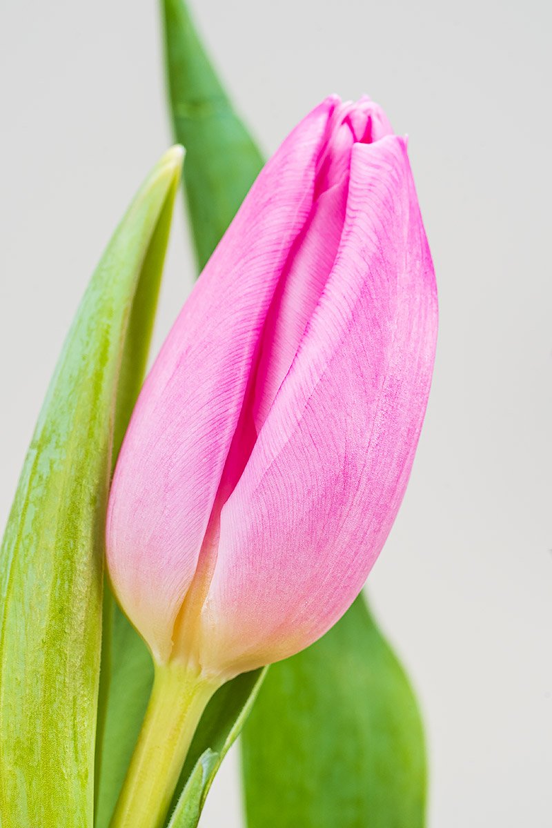Rosa Frische Tulpen Closeup