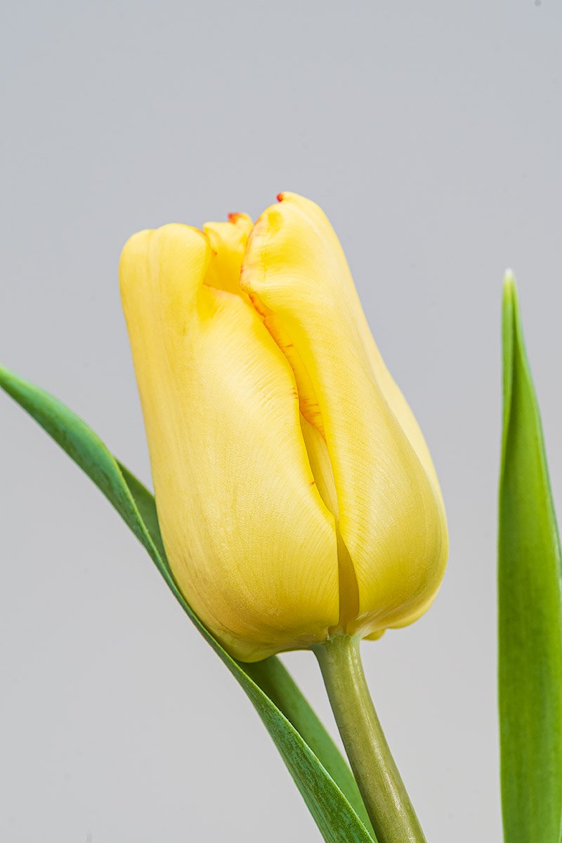 Gelb Frische Tulpen Closeup