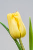 Gelb Frische Tulpen Closeup