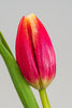 Rote Frische Tulpen Closeup