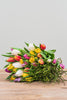 Bunte Frische Tulpen inkl. Versand