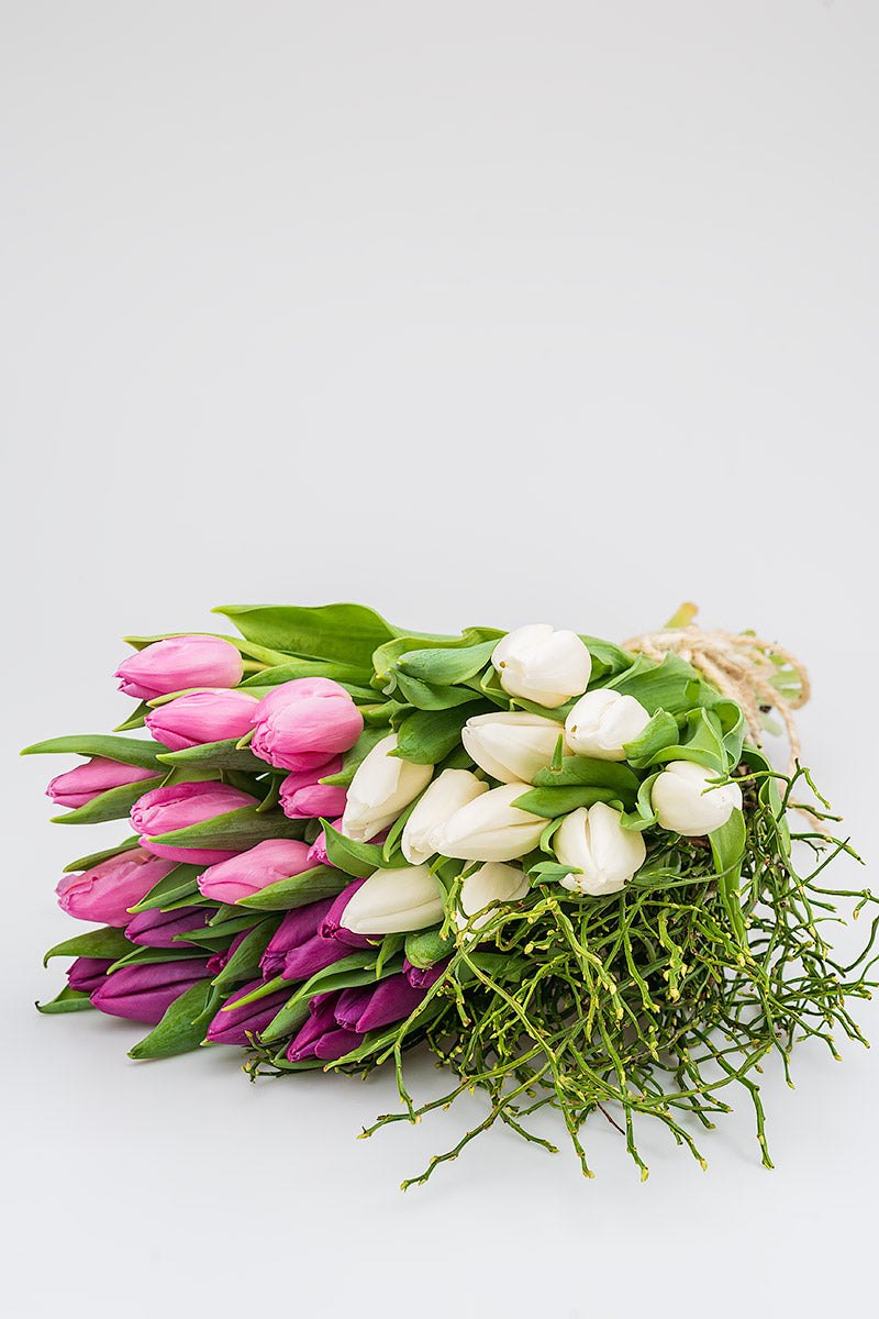 Rosa Lila Weiße Frische Tulpen Produktfoto