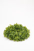 Künstlicher Kranz Buxus kleiner Kranz Produktfoto