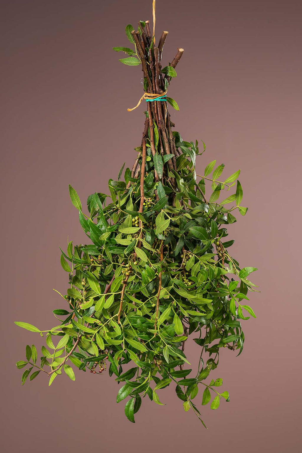 Frische Pistaziengrün