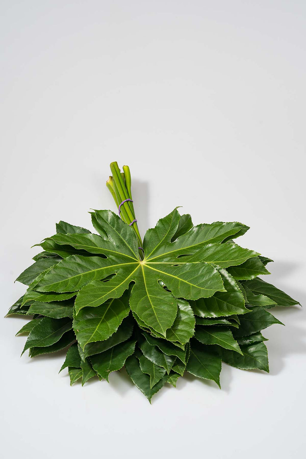 Frisches Aralien-Blätter Länge 40cm Produktfoto