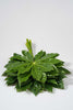 Frisches Aralien-Blätter Länge 40cm Produktfoto