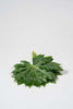 Frisches Aralien-Blätter Länge 25cm Produktfoto