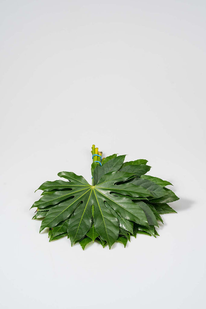 Frisches Aralien-Blätter Länge 25cm Produktfoto