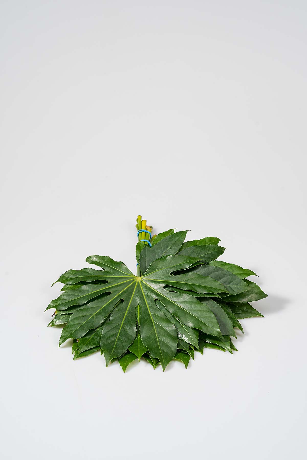 Aralia - Flowers by Schouten